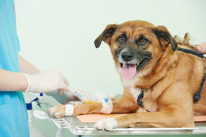 Pet Surgery Services - Veterinary Surgeons Boca Raton, FL