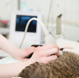 Pet Ultrasounds - Lund Animal Hospital - Boca Raton, FL