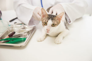 Pet Laboratory - Diagnostics - Lund Animal Hospital